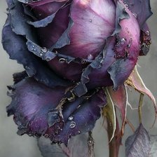 Схема вышивки «Роза»