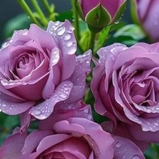 Схема вышивки «Сиреневые розы»