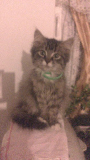 Этап процесса «Богородица улыбающаяся»