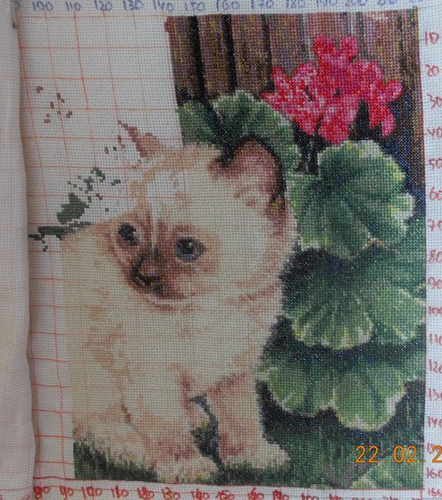 Этап процесса «Киска в "Гамме"»