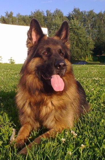 Этап процесса «Мой немецкий пес»