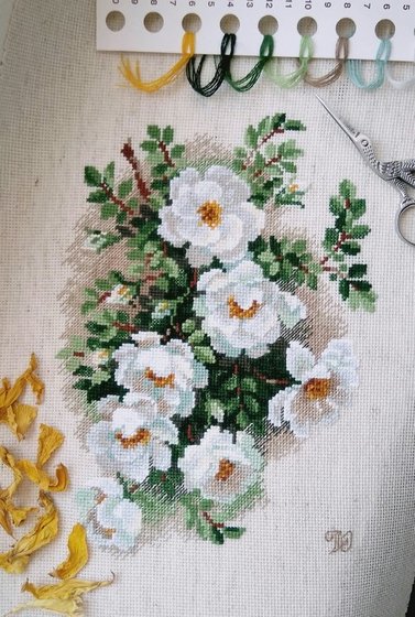 Этап процесса «1351 Белый шиповник "Риолис"»