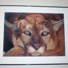 Процесс «ПУМА»