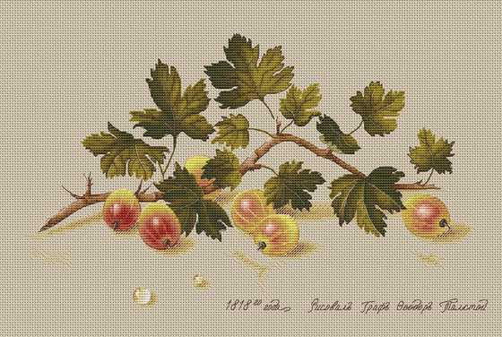 Этап процесса «Крыжовник от Екатерины Волковой»