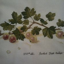 Процесс «Крыжовник от Екатерины Волковой»