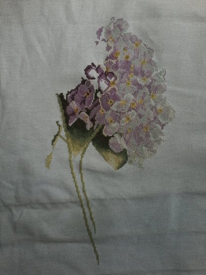 Этап процесса «гортензия .ланарте.»