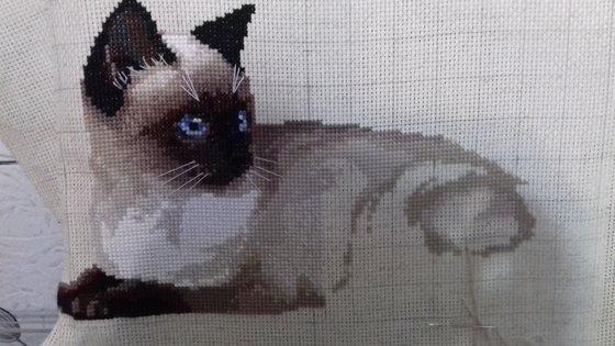 Этап процесса «Тайский кот от РИОЛИС»