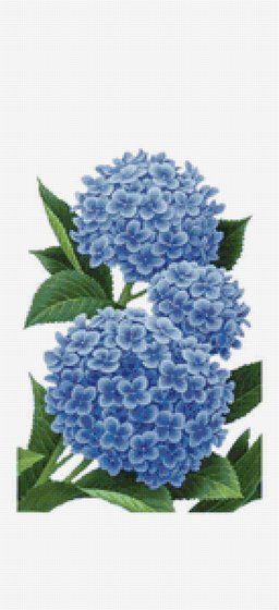 Этап процесса «Гортензии»