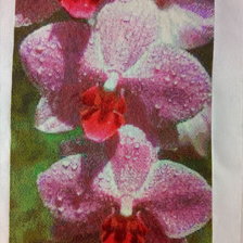 Процесс «Pink phals (GK 575)»
