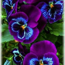 Процесс «Анютины глазки»