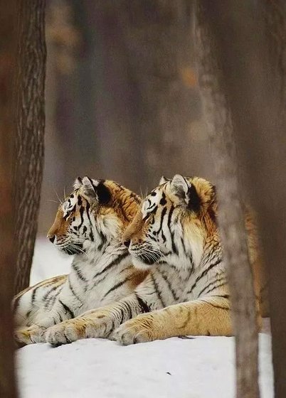 Этап процесса «Тигры»