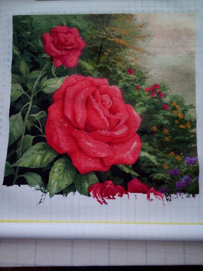 Этап процесса «the perfect red rose»