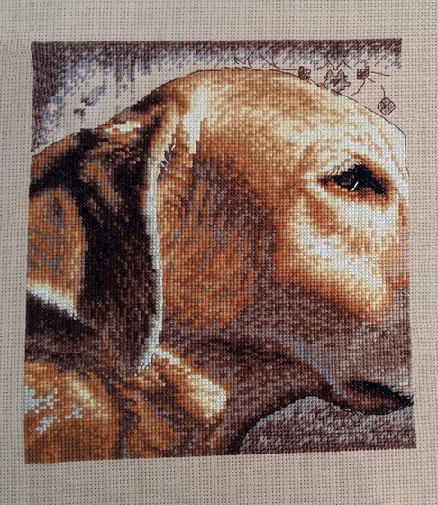 Этап процесса «желтый лабрадор»