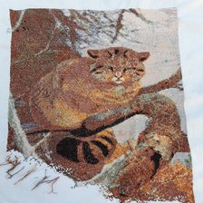 Процесс «Дикий кот»