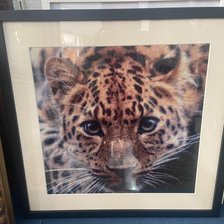 Процесс «Леапард (взгляд)»