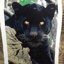 Процесс «Пантера»