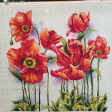 Процесс «Маки от   DOME»