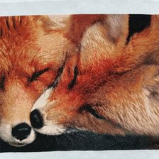 Процесс «Мохнатый поцелуй»