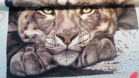 Этап процесса «Снежный леопард, автор martino3»