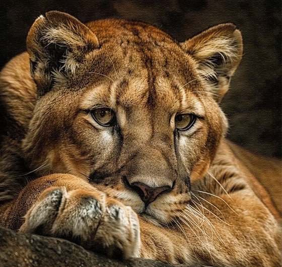 Этап процесса «Львица.»