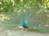 ИванкаГалишин