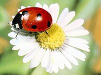 ladybird6