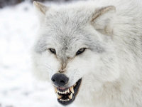 БереговаяАнна