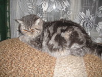 симпопончик