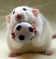 ШумелкаМышь