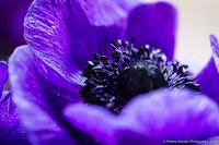 Анжелика1603