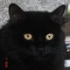Черный кот