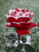 galinaколоскова1978