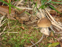 СветланаЮ0474