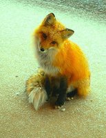 АлисаЗаринова