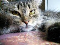 лаборантка