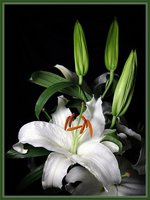 лилиябелая