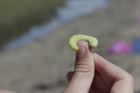 Зарегестрированный_гость