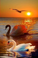 МаксГаранин