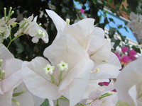 СтрекозаЗЗ