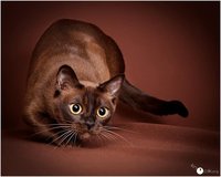 СветланаССС