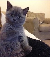 ширинсевда