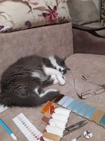 Утро в сосновом лесу от Лука с крест