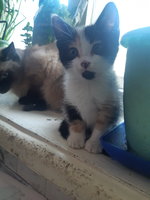 Совет по схеме