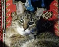 Как быстро найти маленькую схему, примерно 20*15?